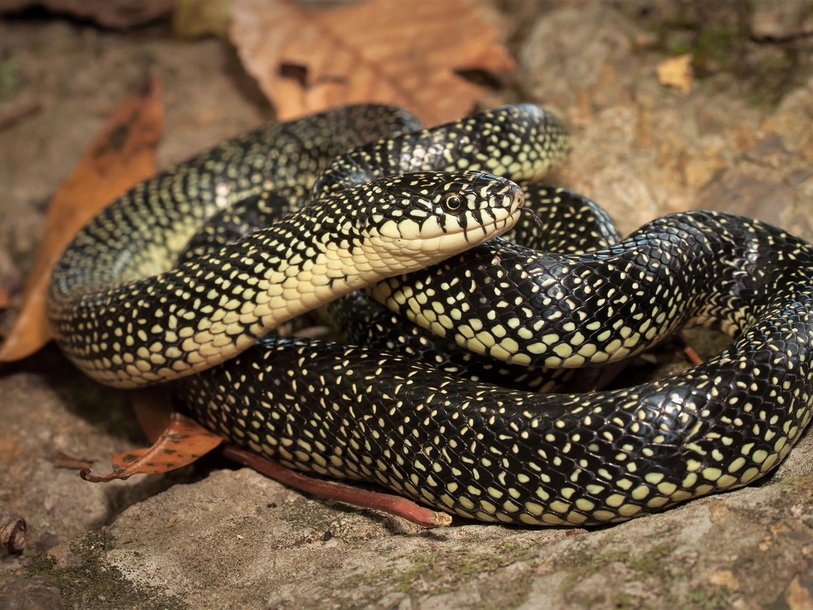 Speckled Kingsnake