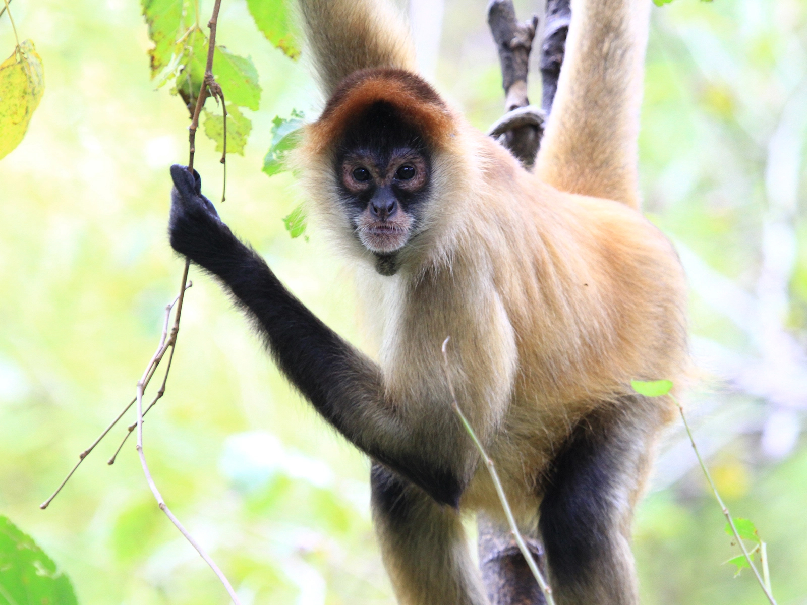 spider monkey