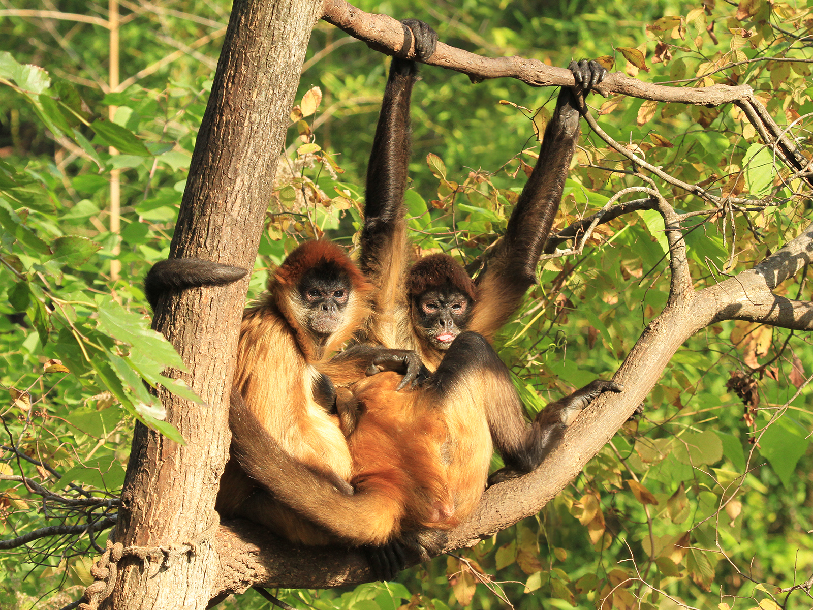 black-handed spider monkeys in tree 