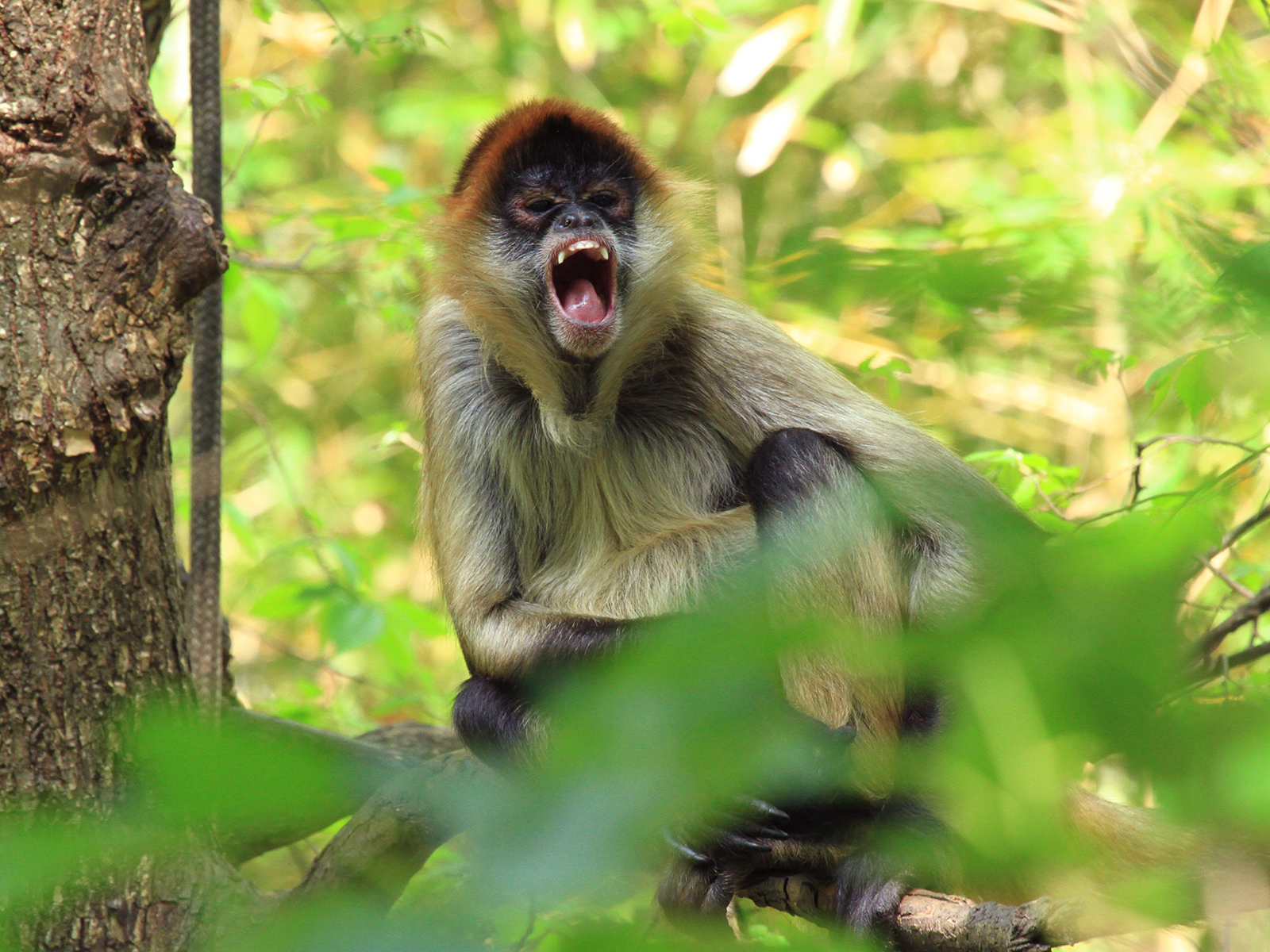 black-handed spider monkey vocalizing
