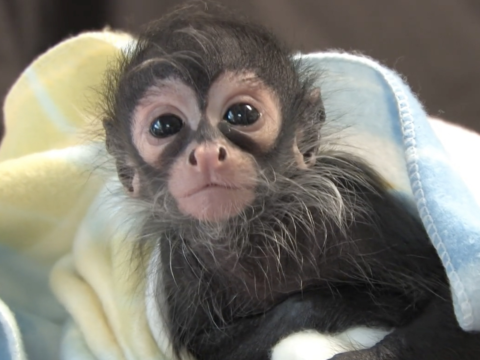 black-handed spider monkey baby