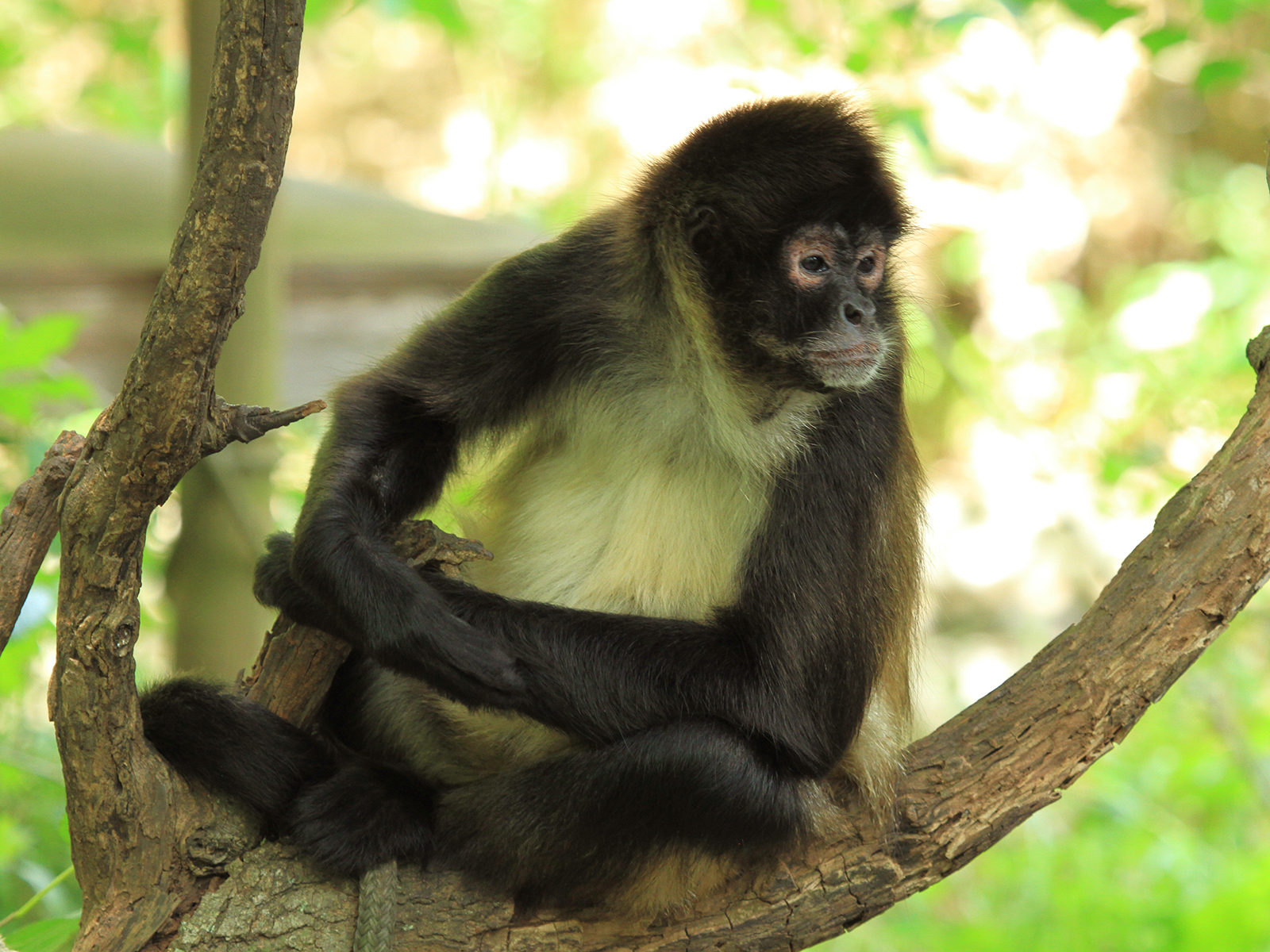 black-handed spider monkey