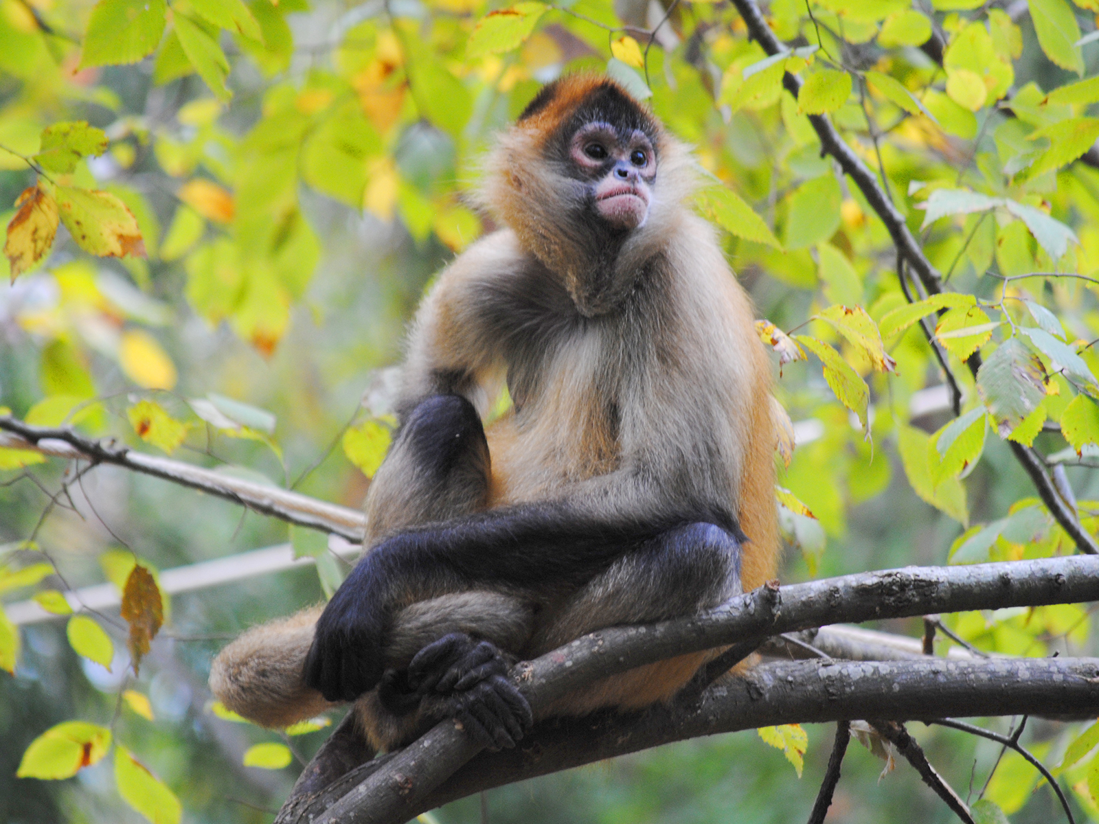 black-handed spider monkey sitting on limb