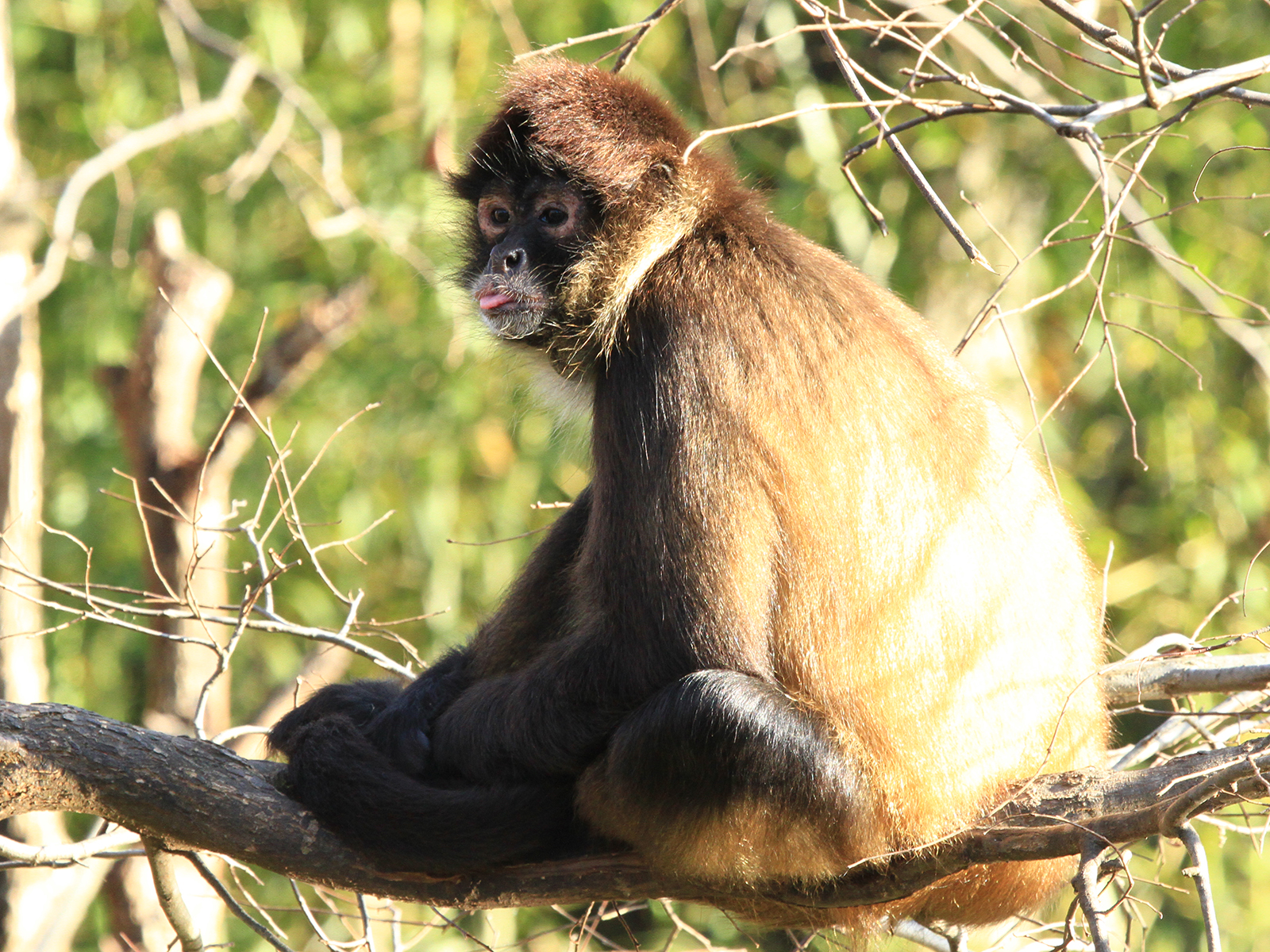 Bailey the spider monkey