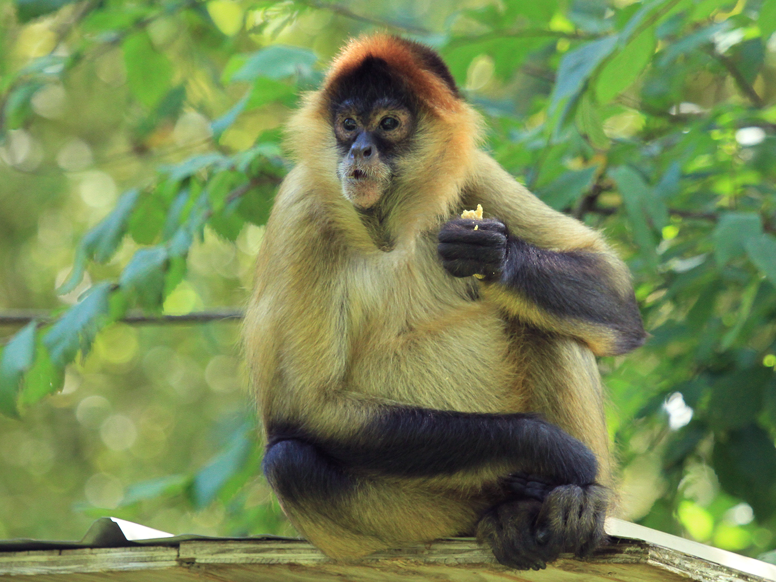 Honey the spider monkey