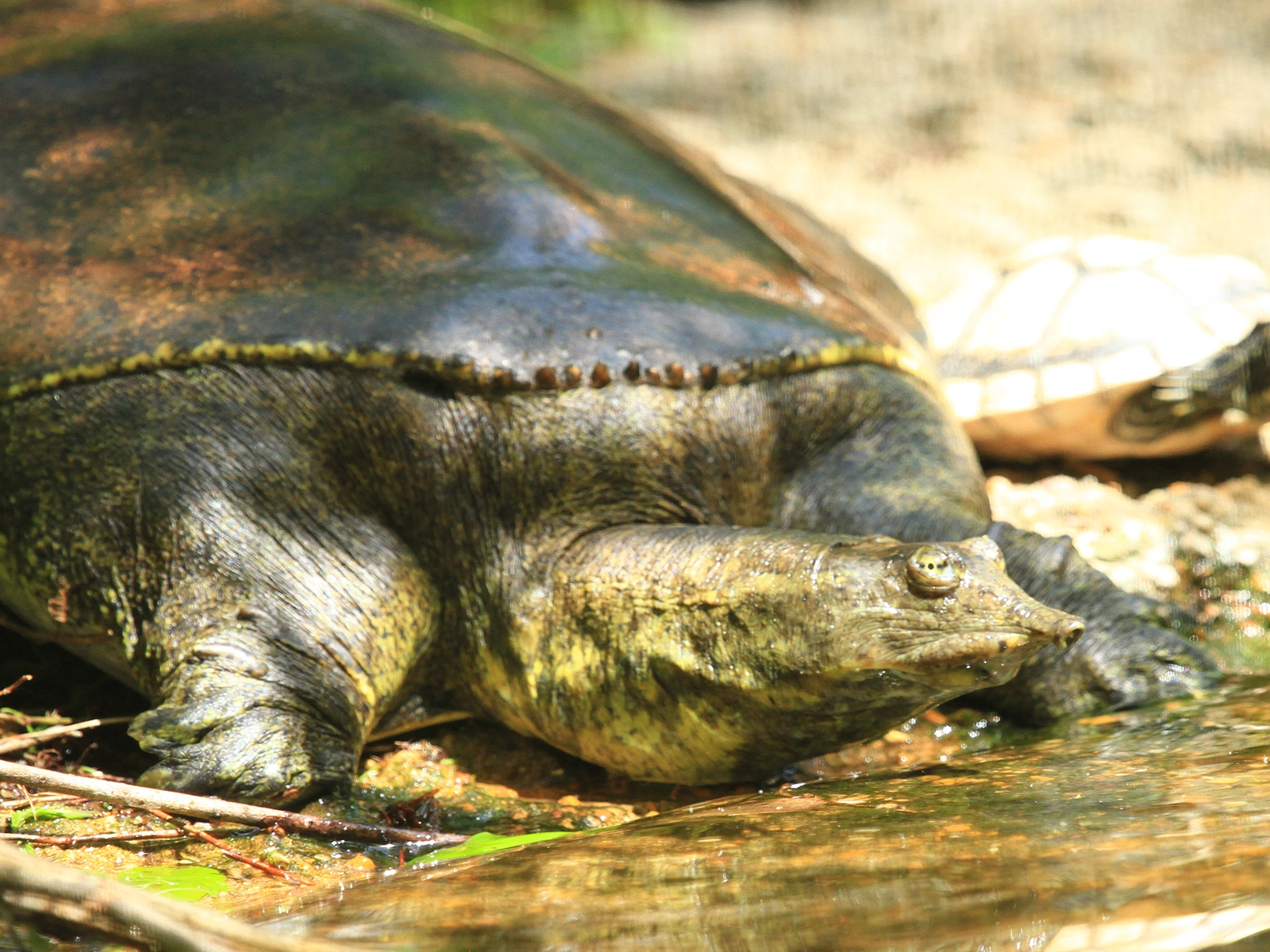 Spiny Softshell Turtle