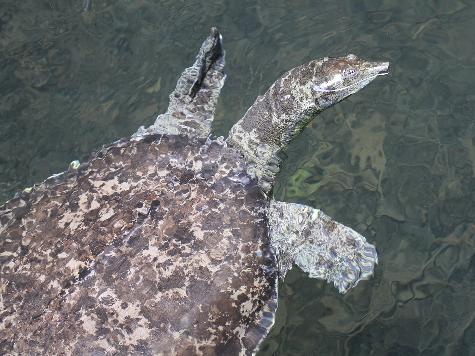 spiny softshell turtle in pond