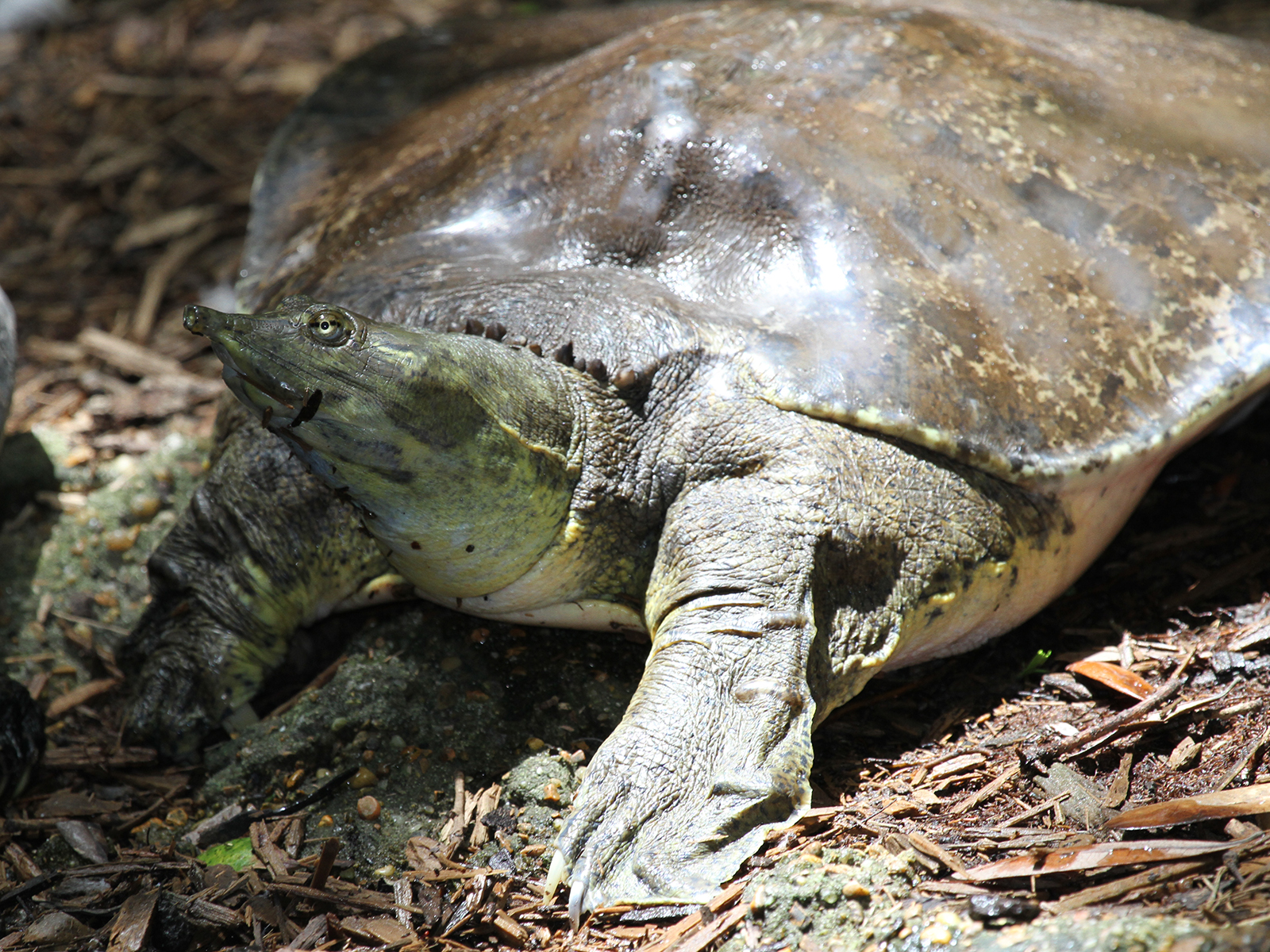 spiny softshell turtle