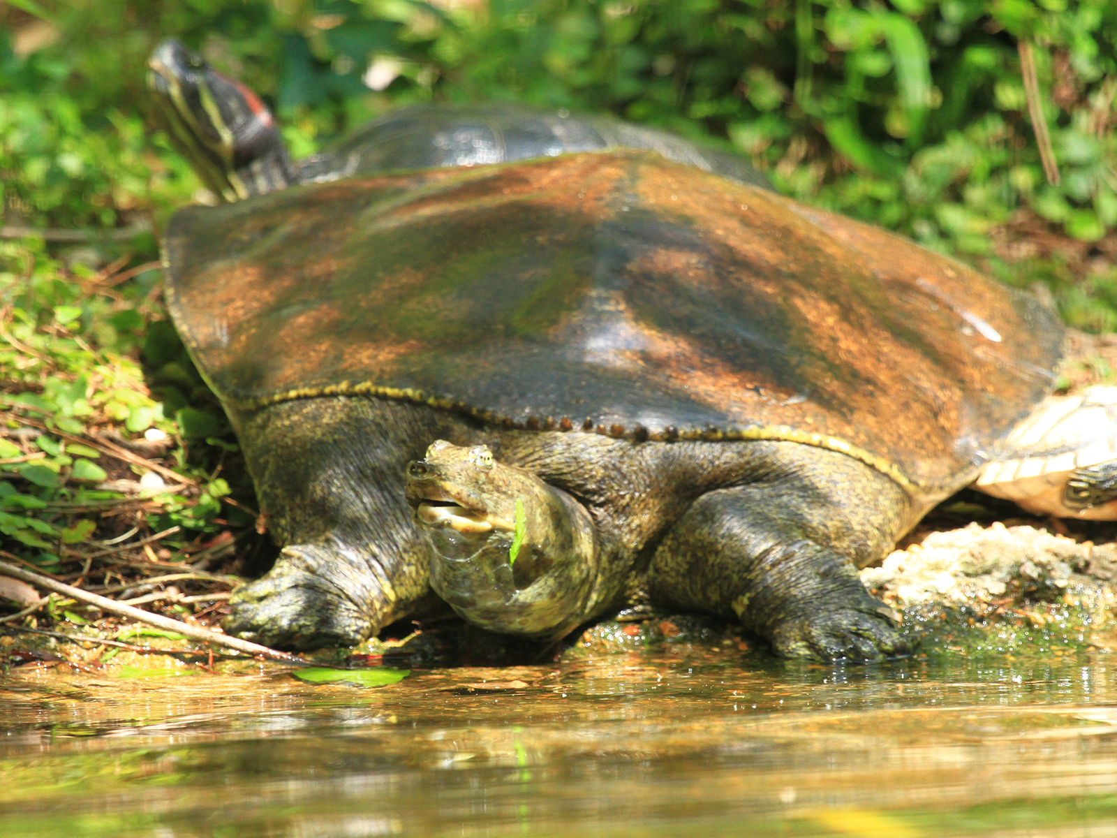 spiny softshell turtle