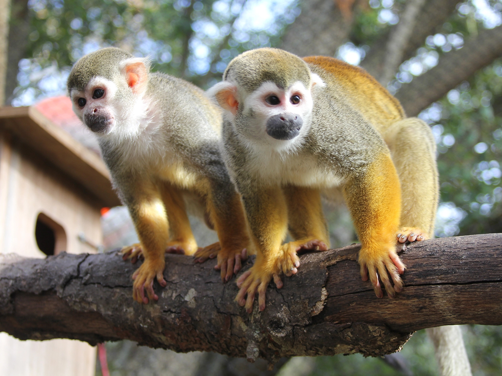 squirrel monkeys on a limb