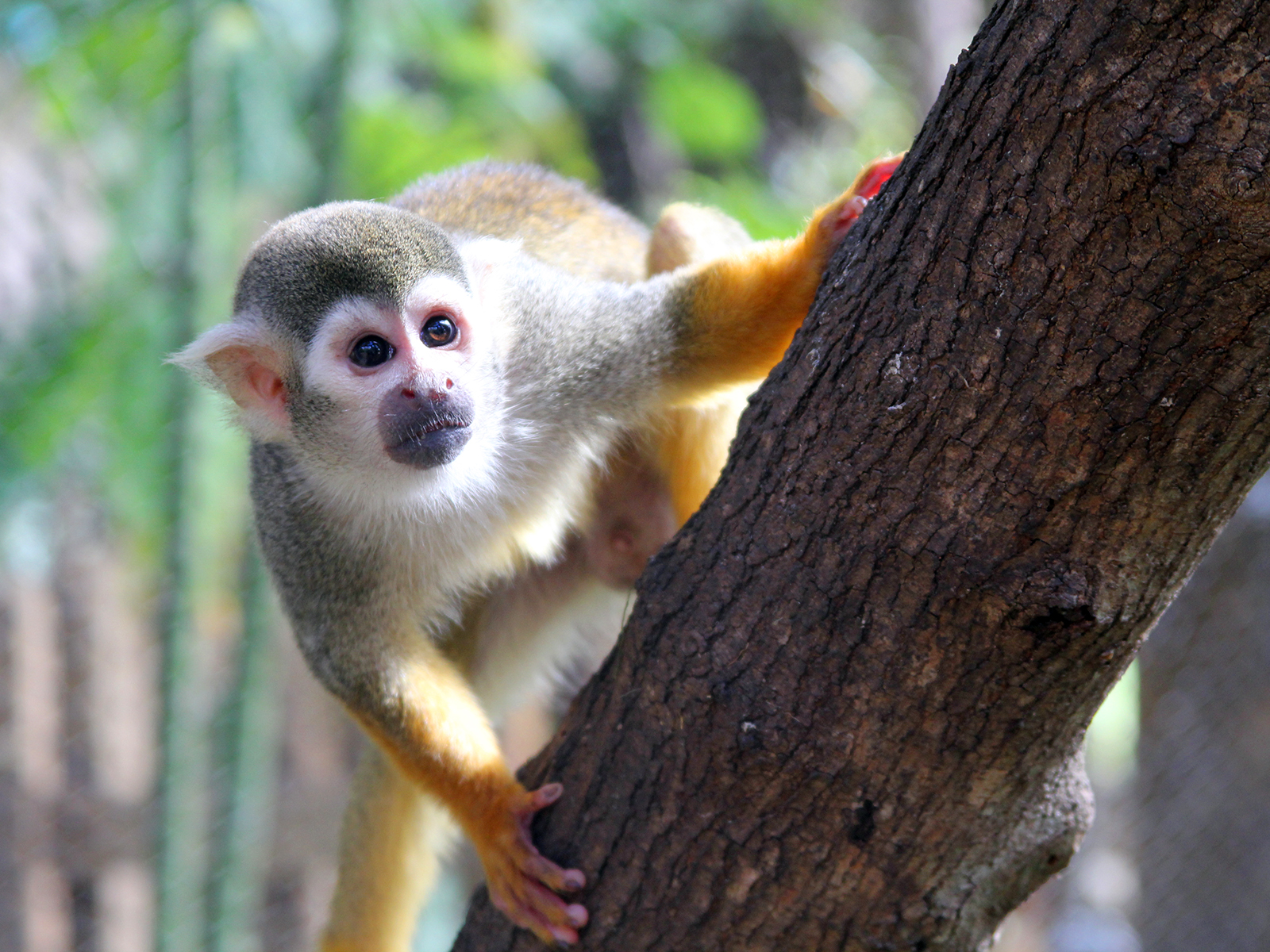 squirrel monkey on a limb close up
