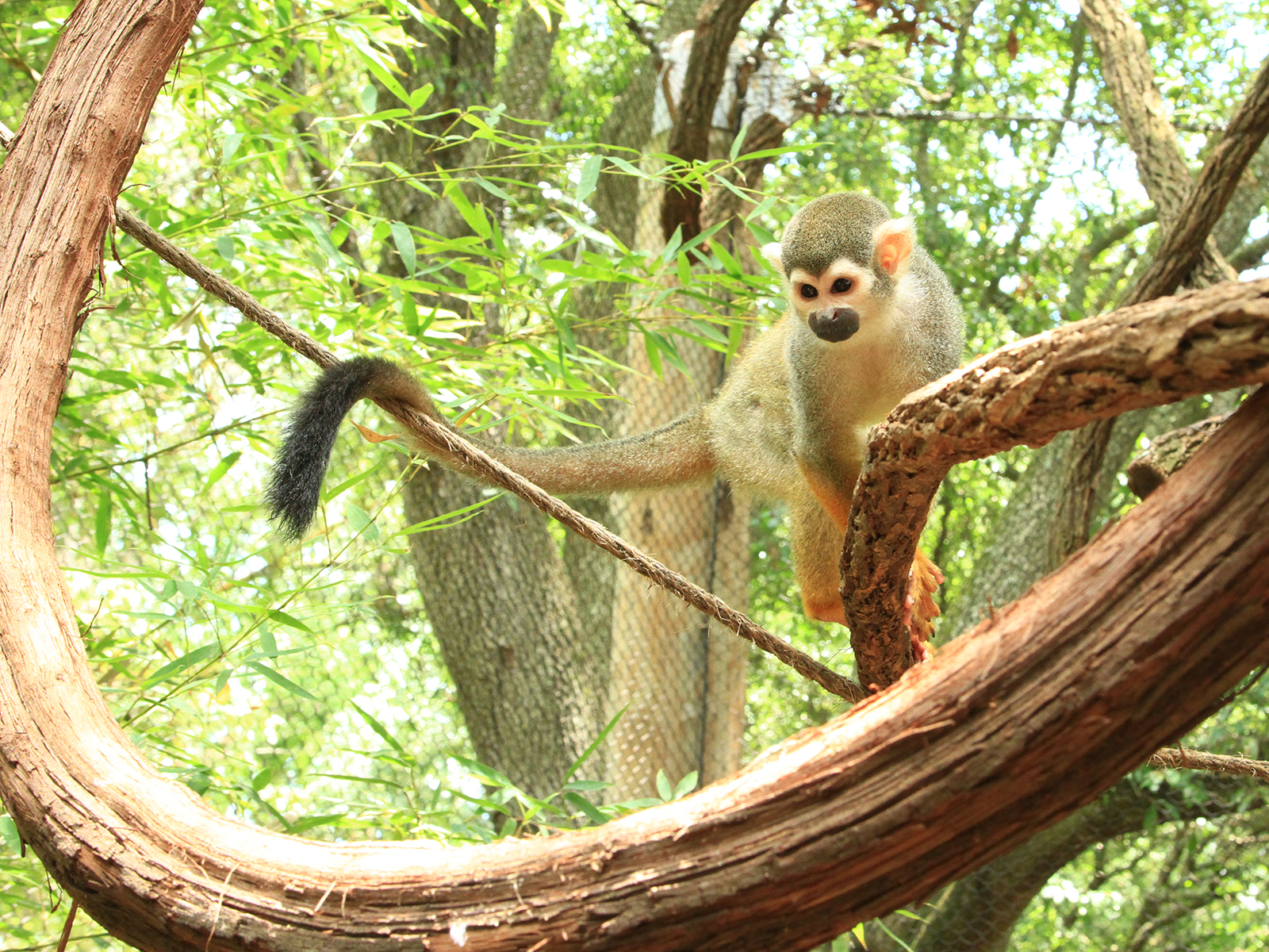 squirrel monkey on a limb 