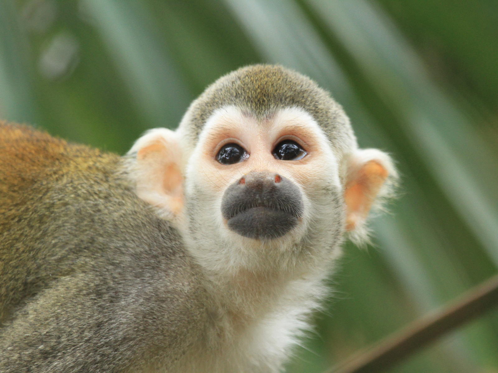 squirrel monkey close up 