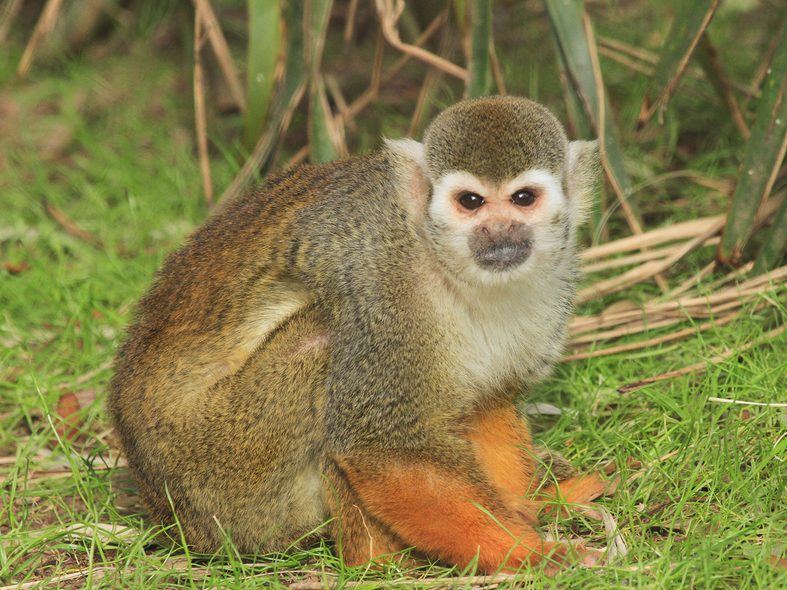 squirrel monkey on grass 