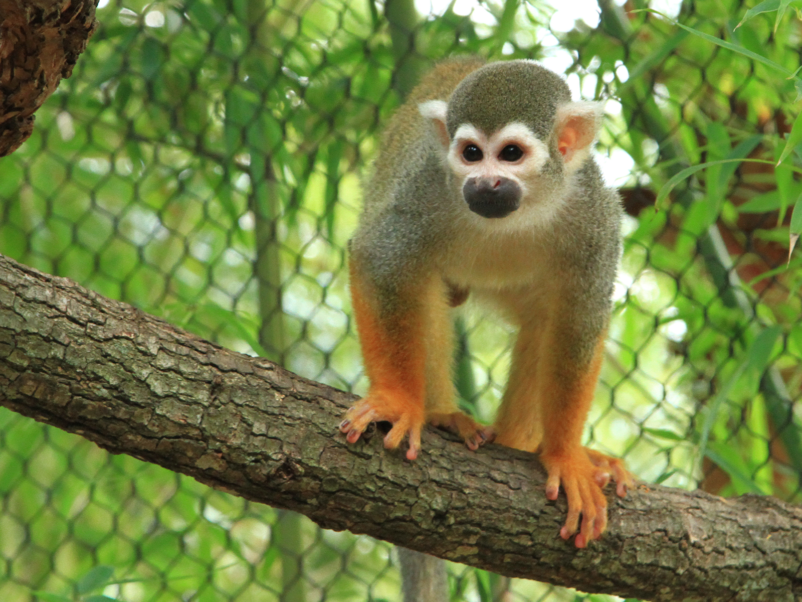 squirrel monkey on a limb 