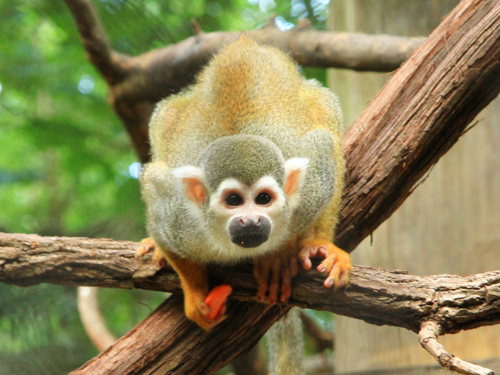 squirrel monkey on a limb 