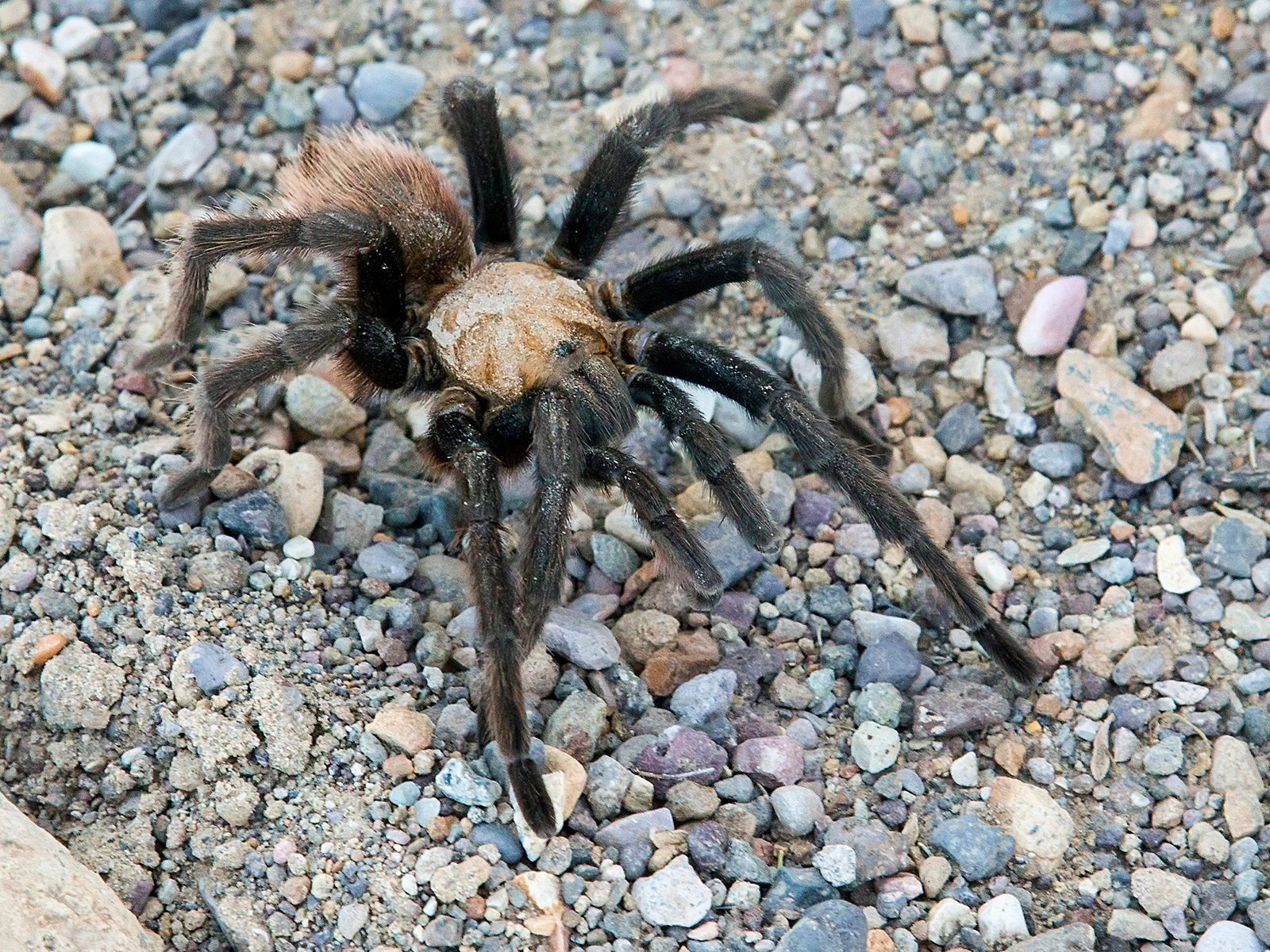 Texas Brown Tarantula