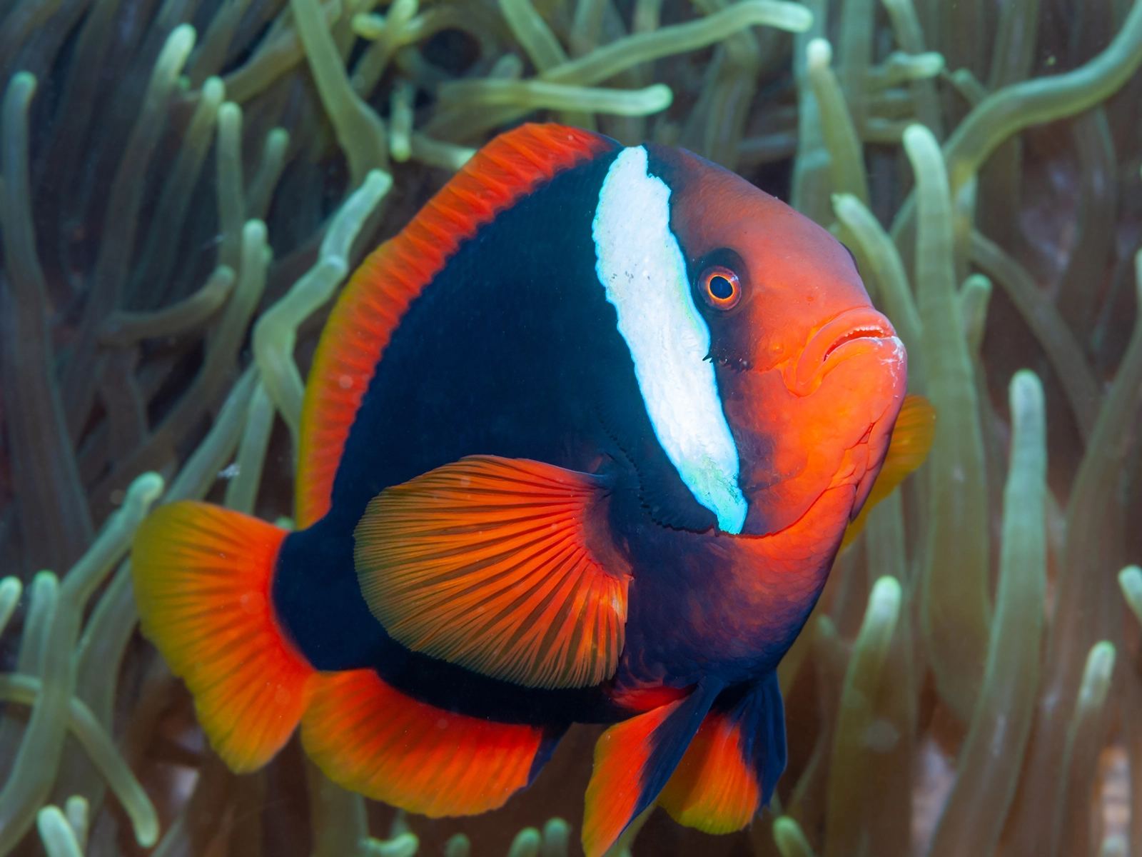 tomato clownfish