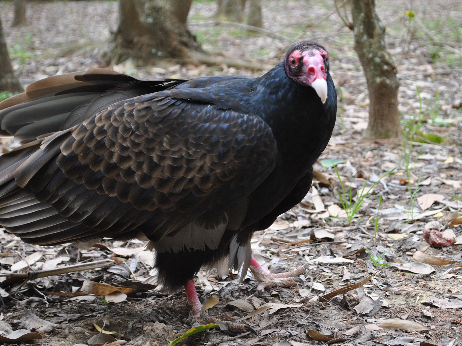 Turkey Vulture