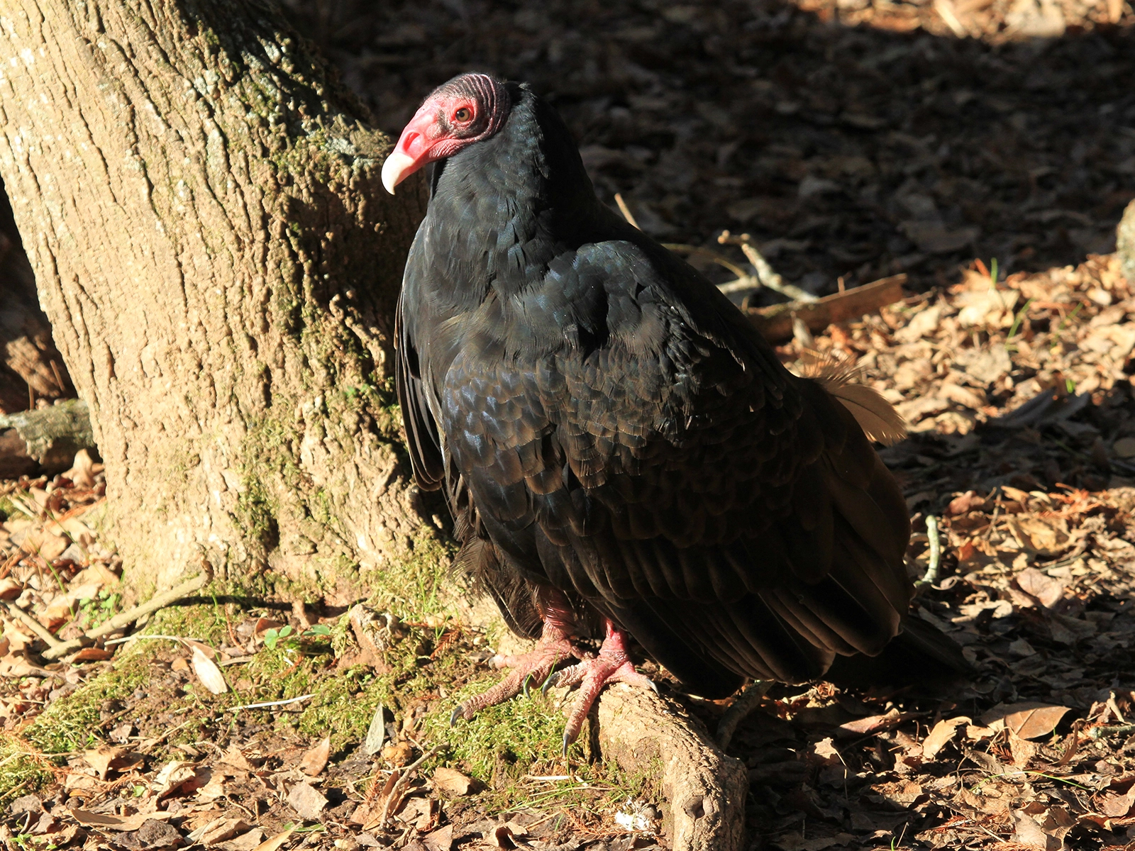 turkey vulture