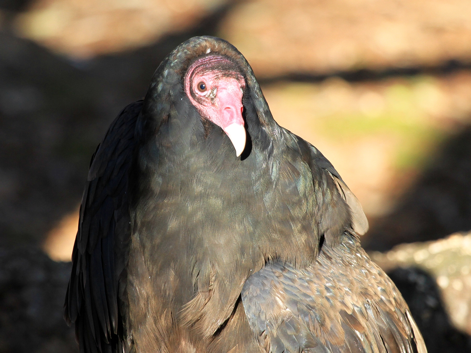 turkey vulture