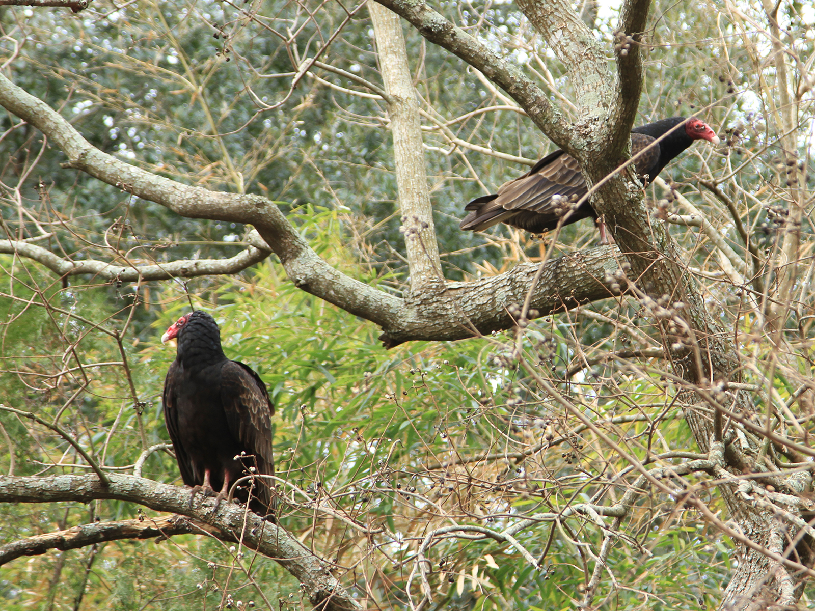 turkey vultures in tree