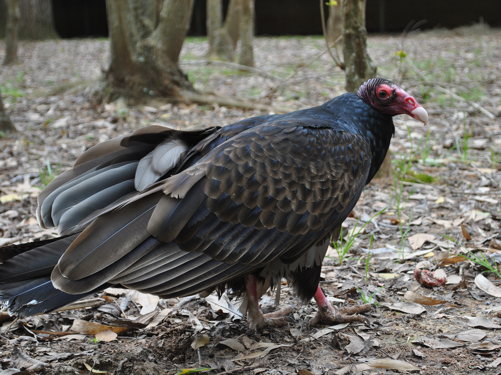 turkey vulture