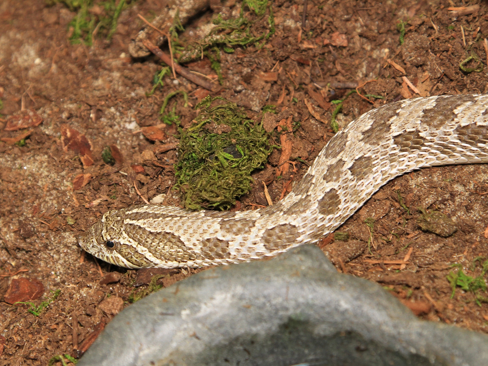 Western Hognose Snake