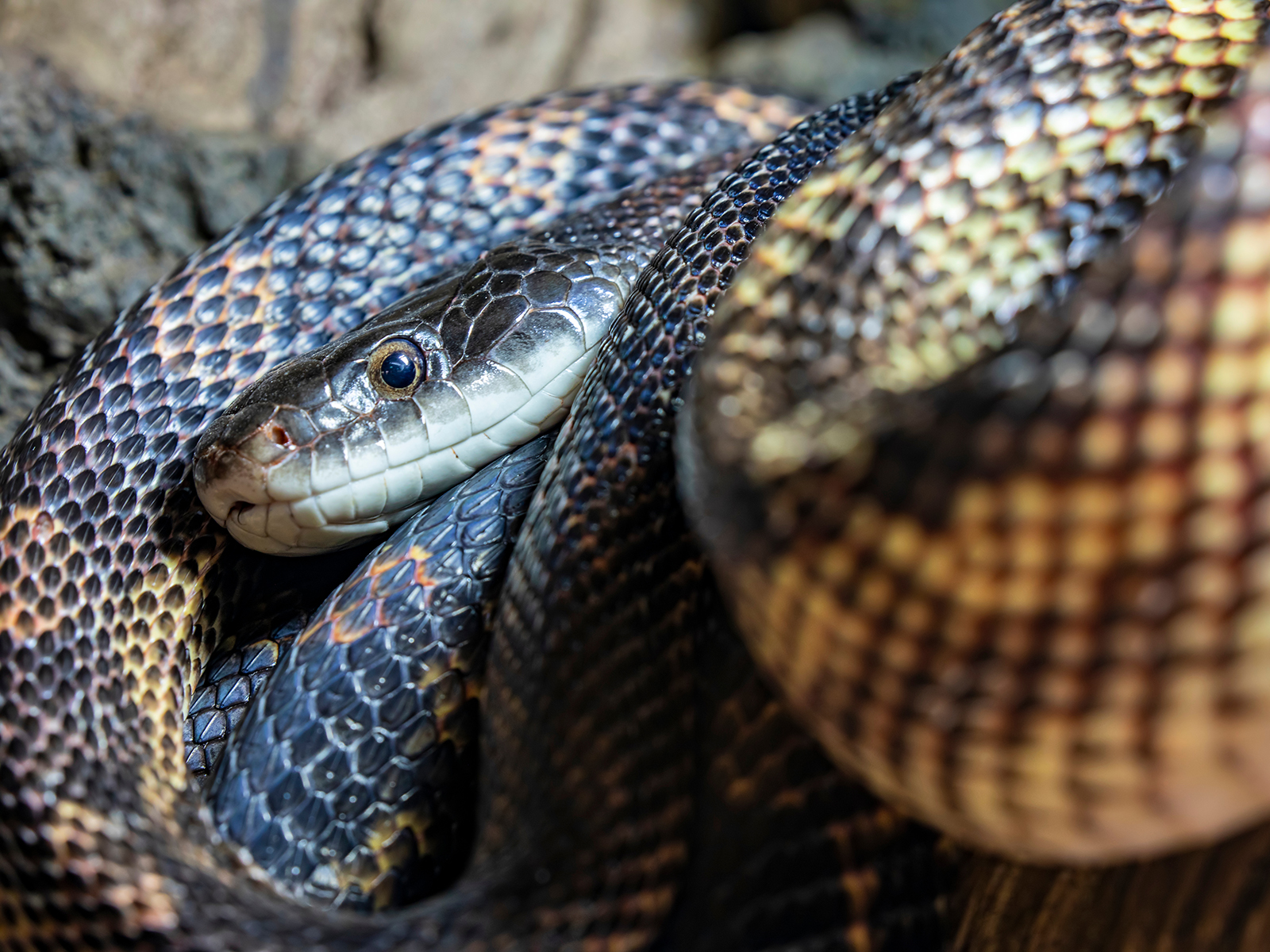 Western Rat Snake