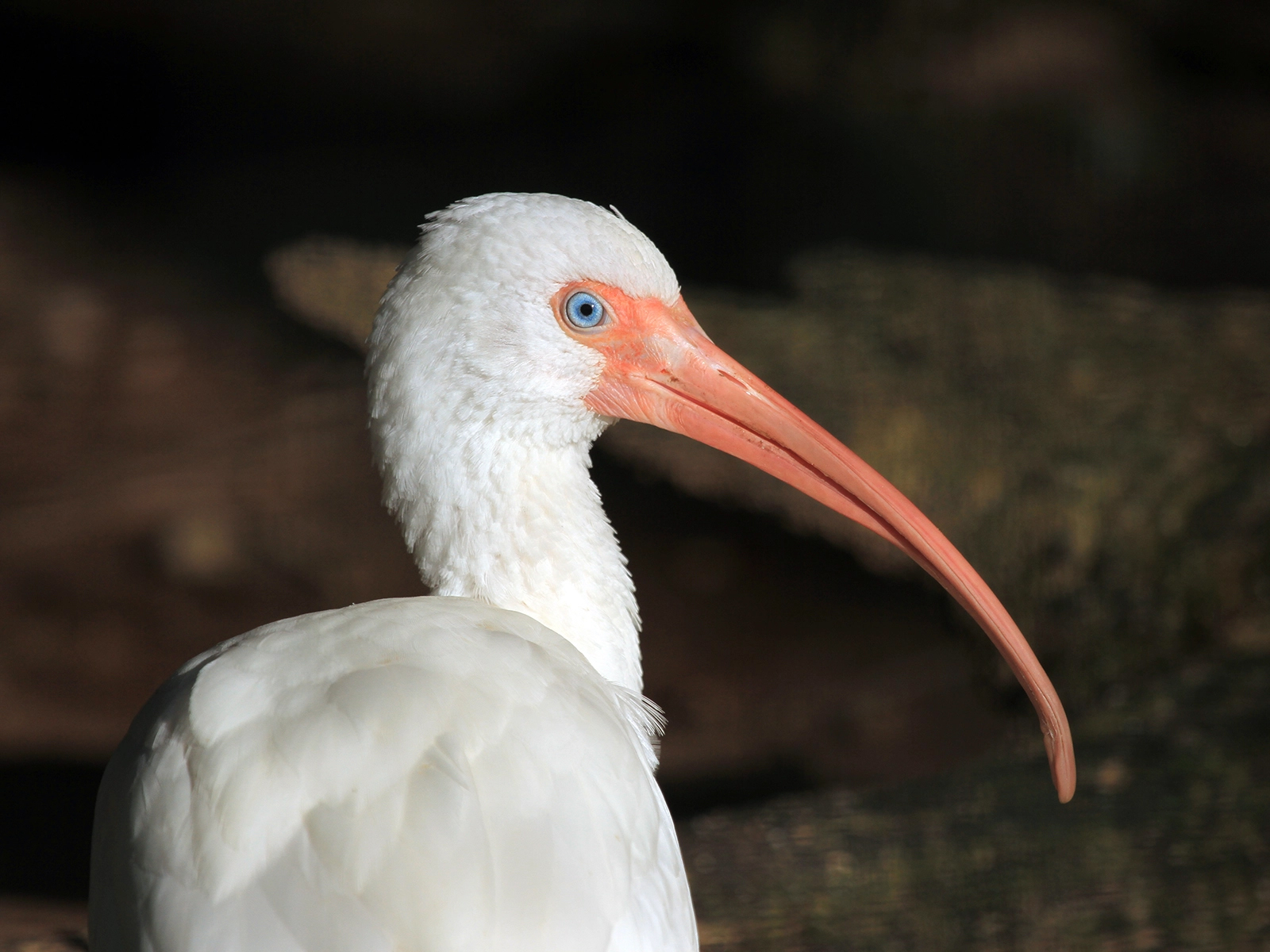 White Ibis