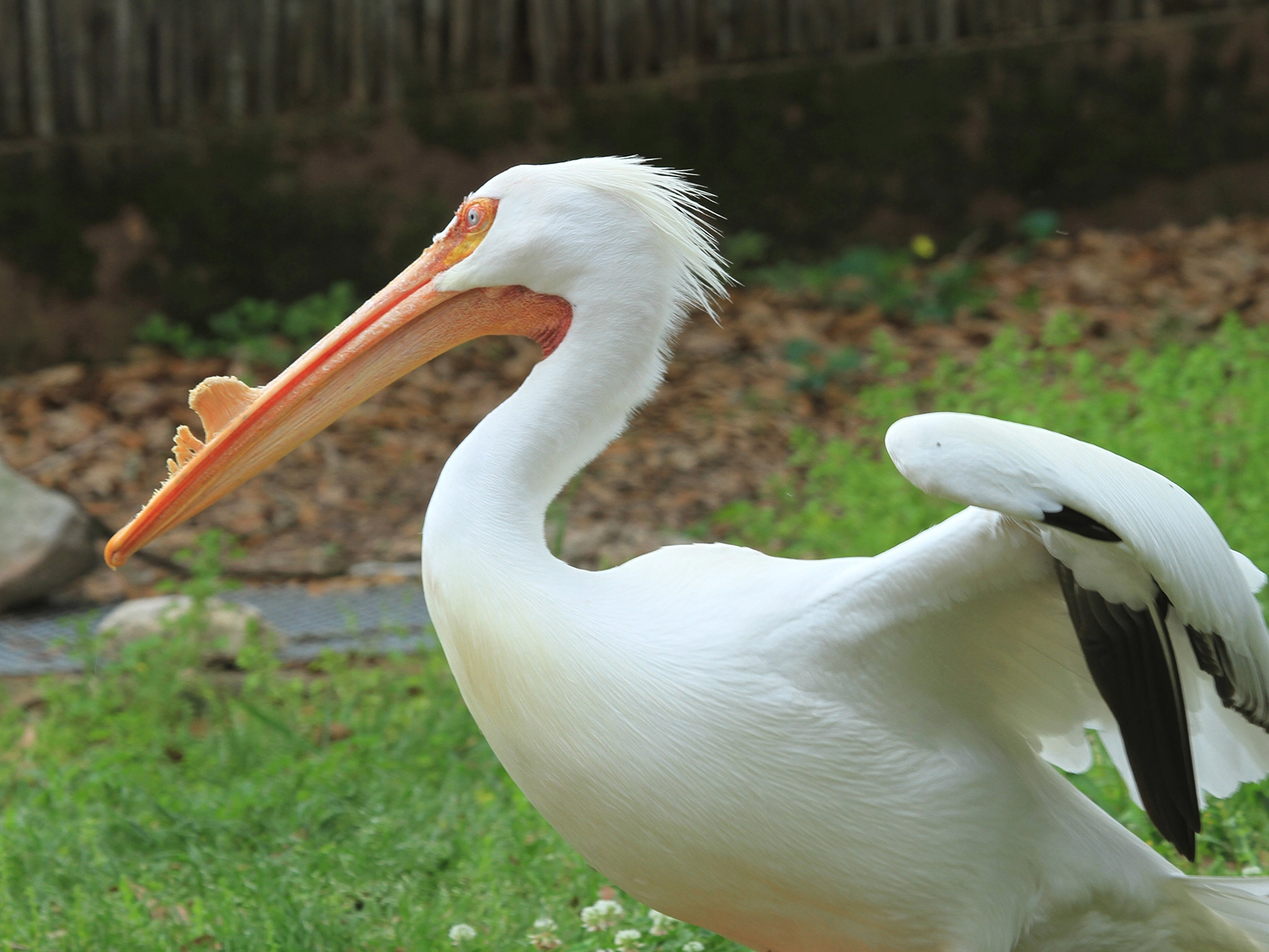 White Pelican