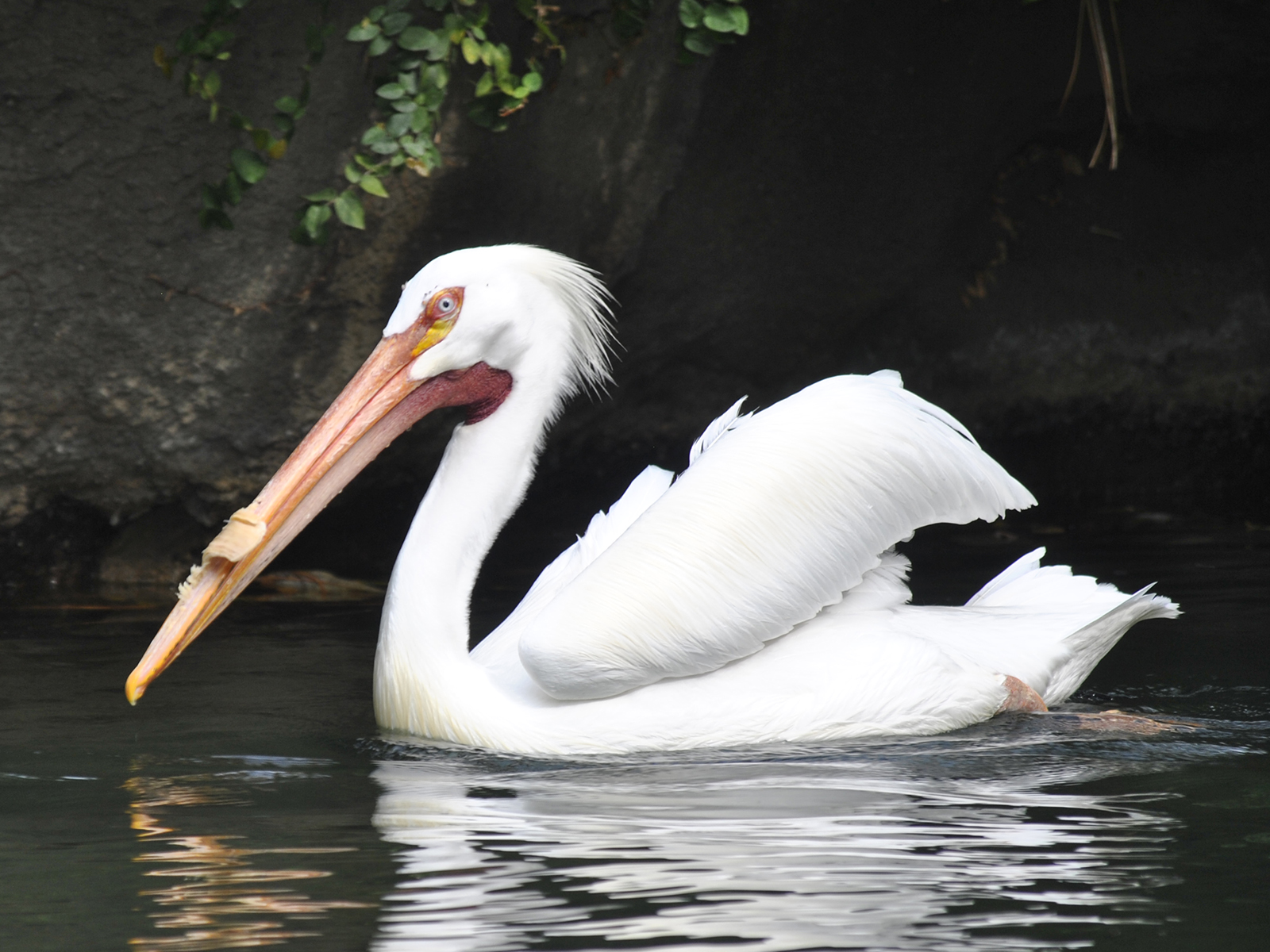 white pelicans
