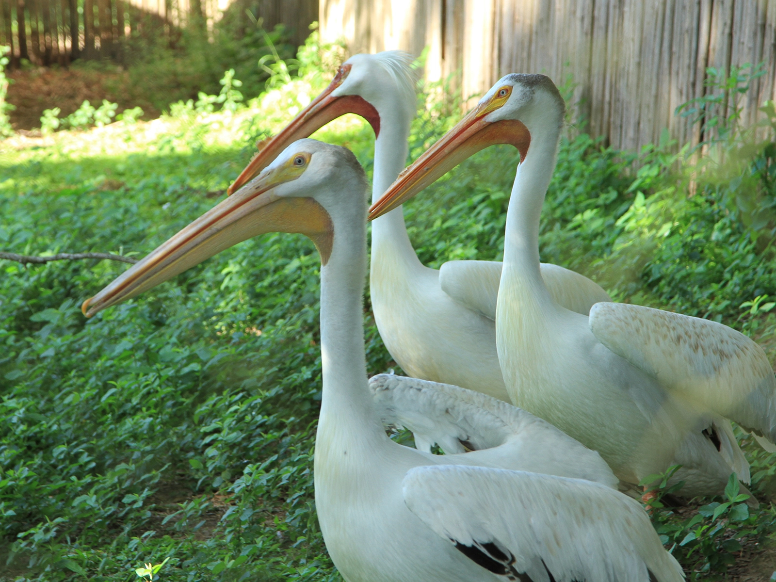 white pelicans