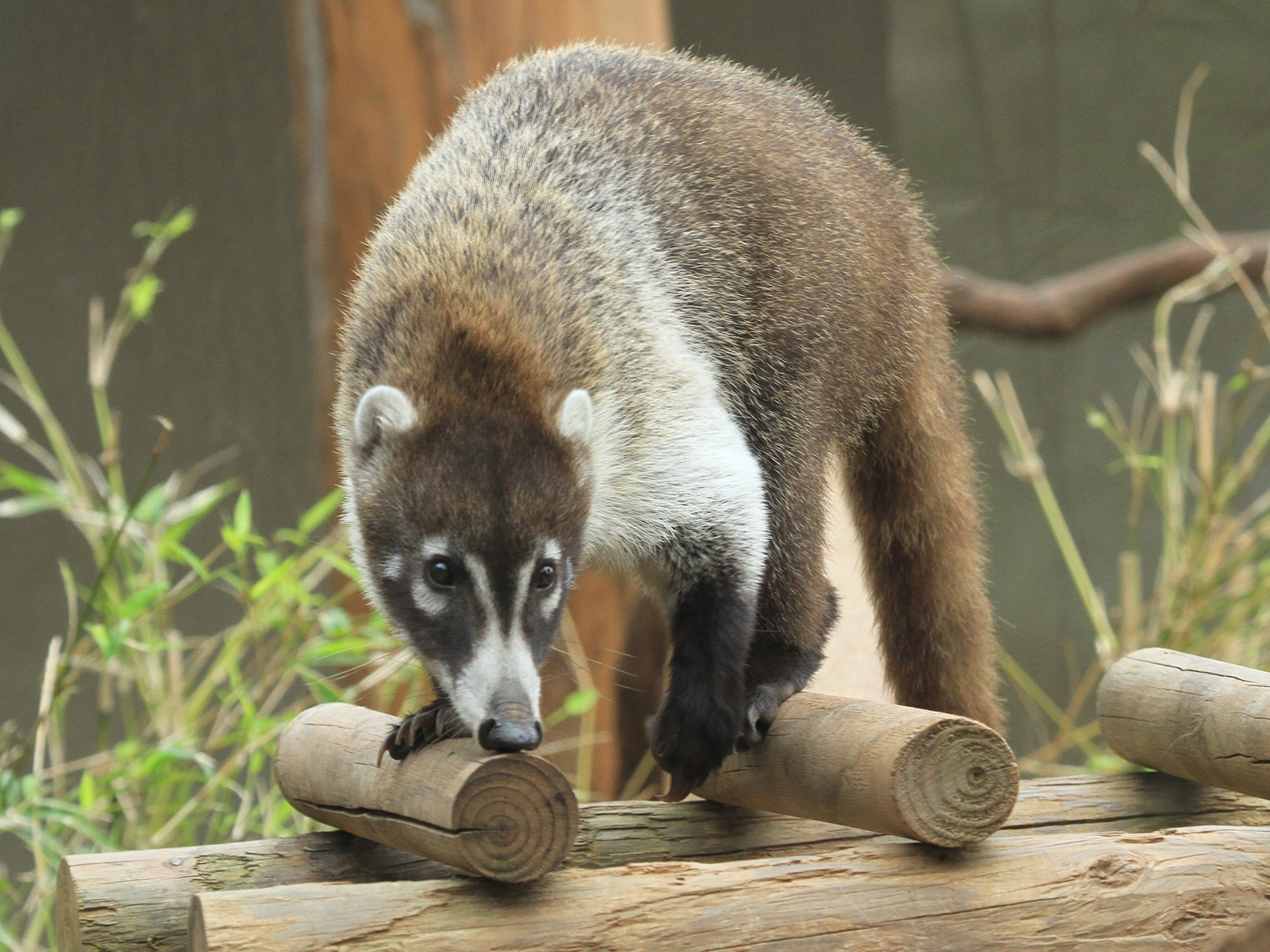 white-nosed coati