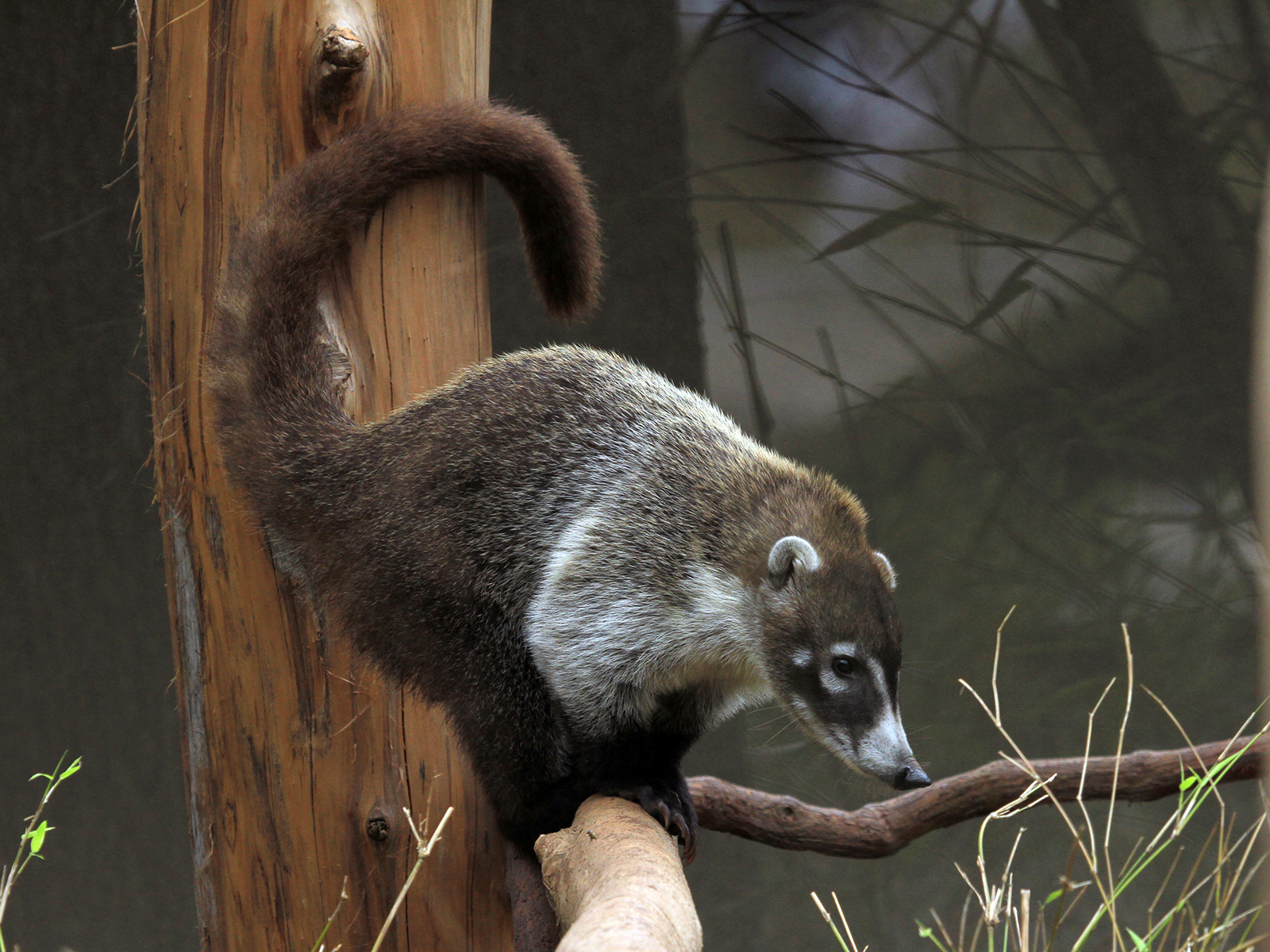white-nosed coati with tail erect