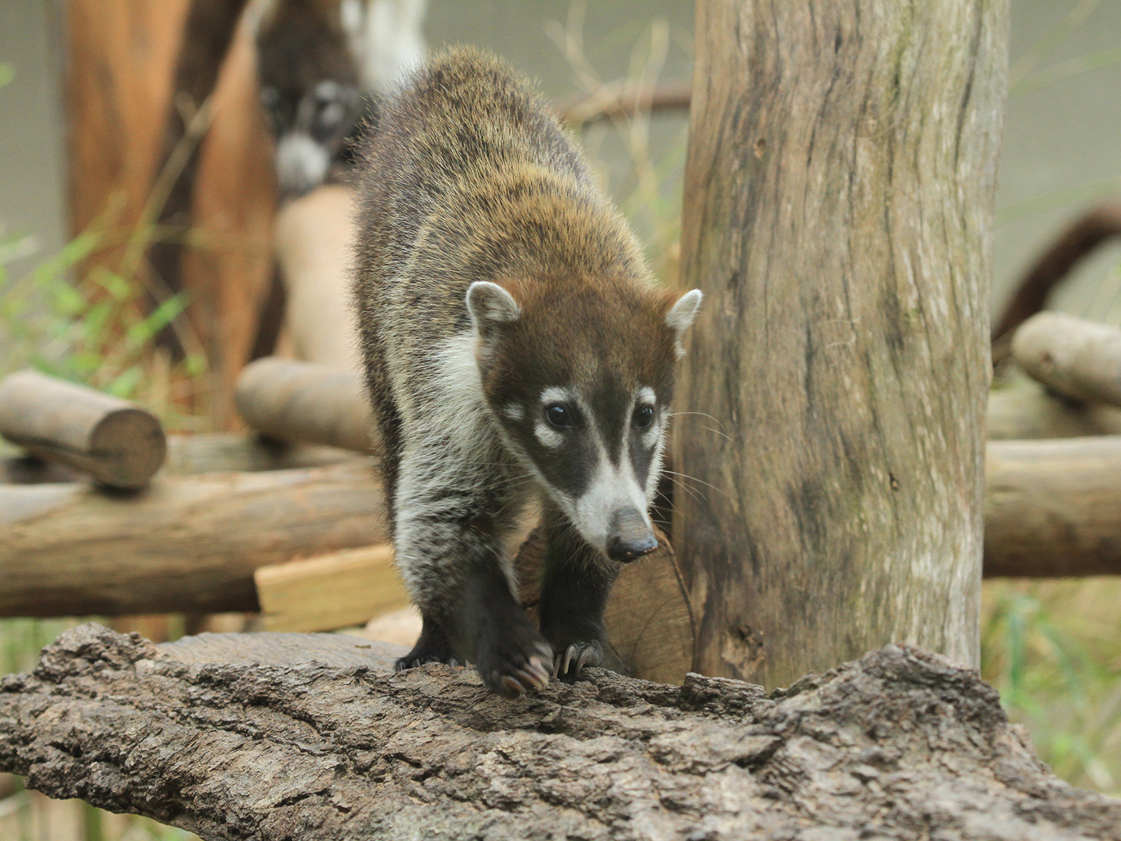 white-nosed coati walking
