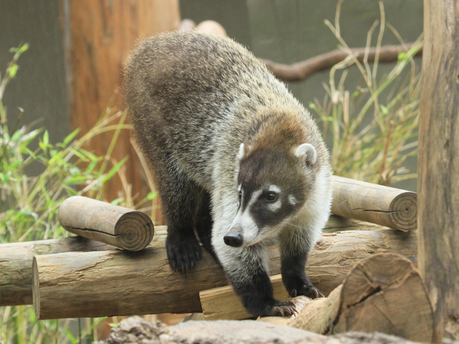 white-nosed coati
