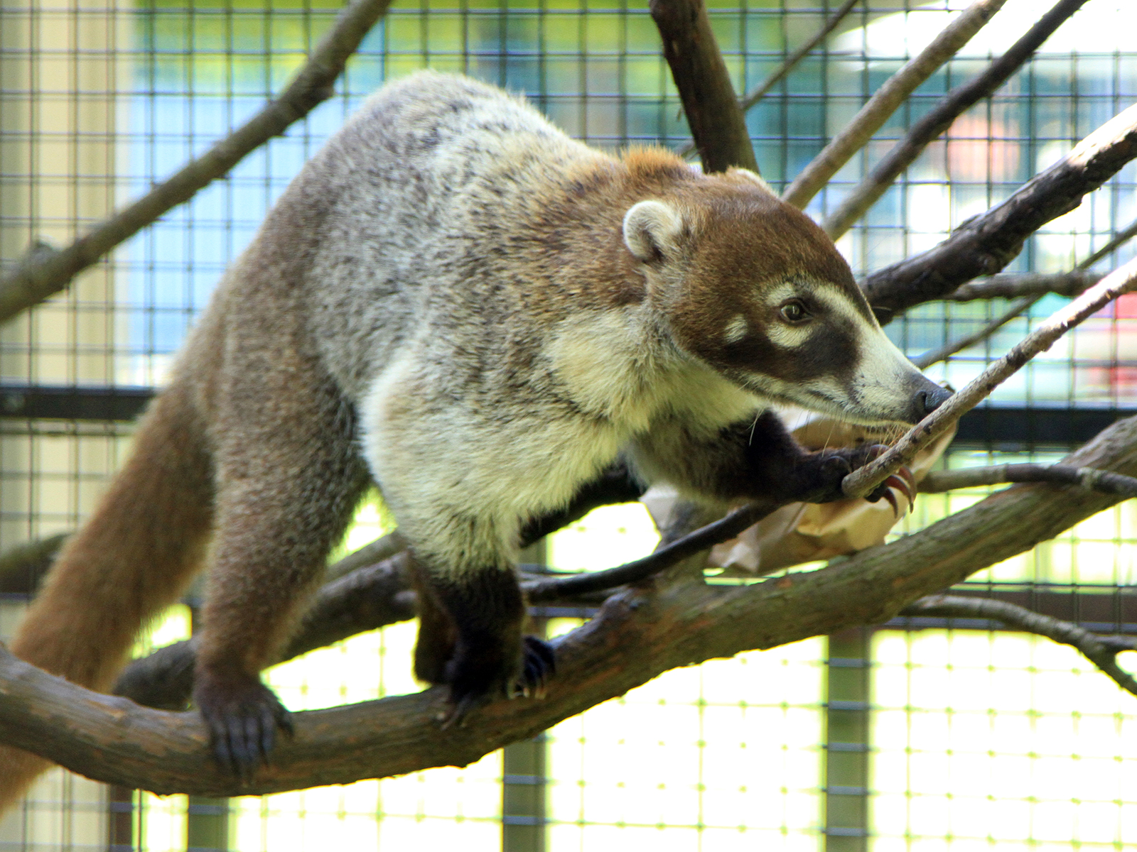 white-nosed coati on limb
