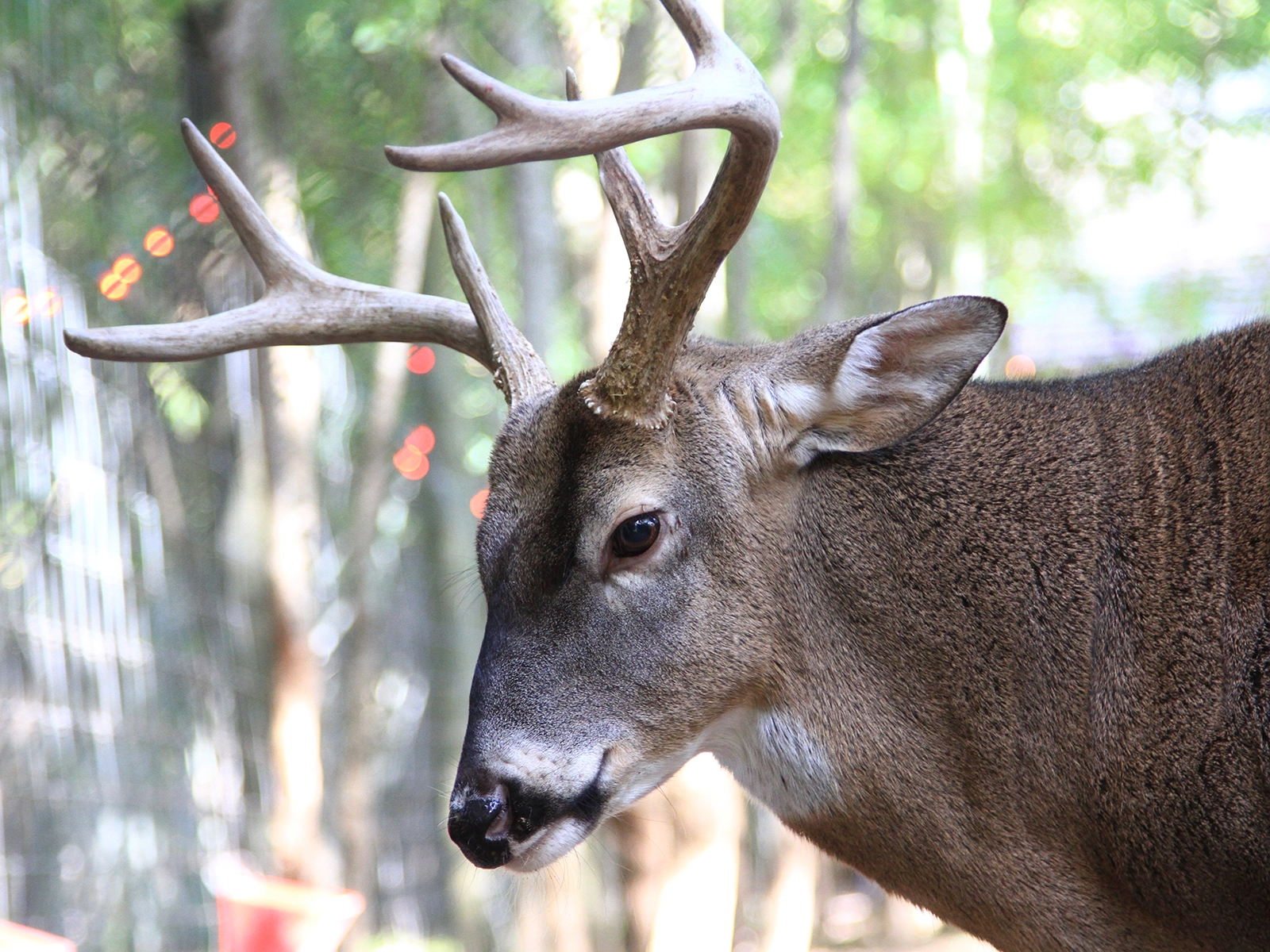 white-tailed deer