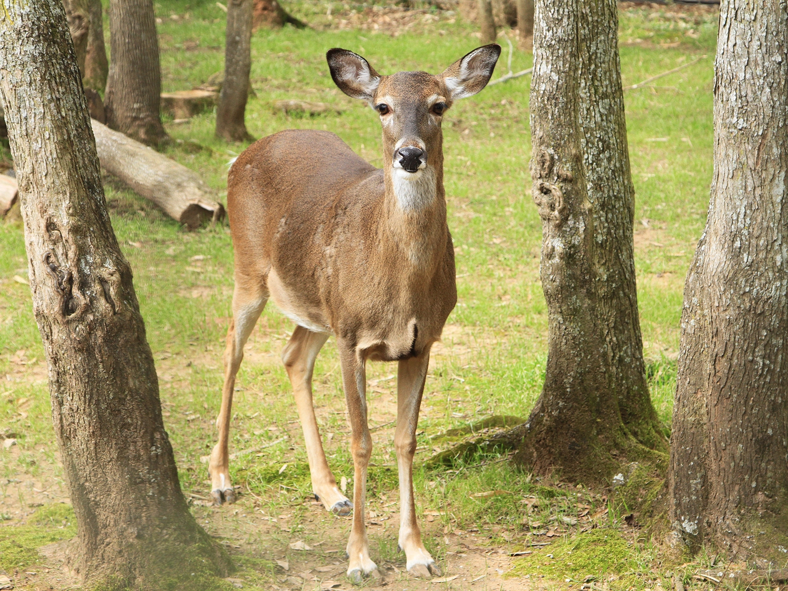 white-tailed deer