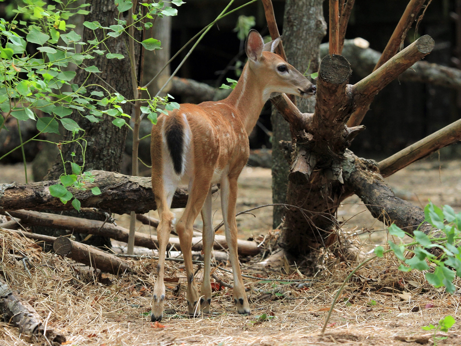 white-tailed deer fawn