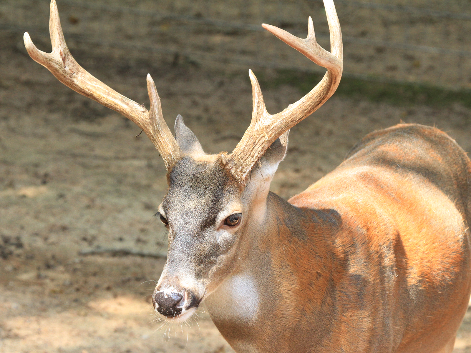 male white-tailed deer