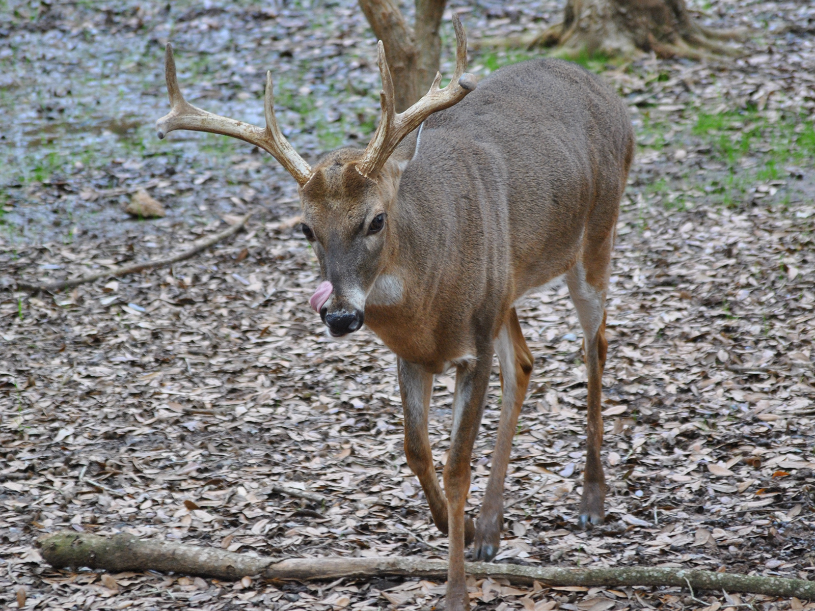 male white-tailed deer walking