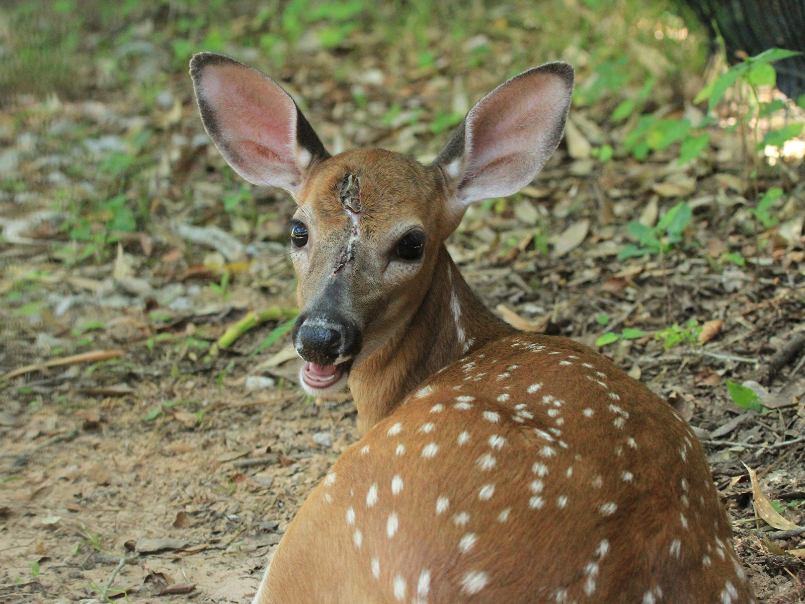 Fern the white-tailed deer
