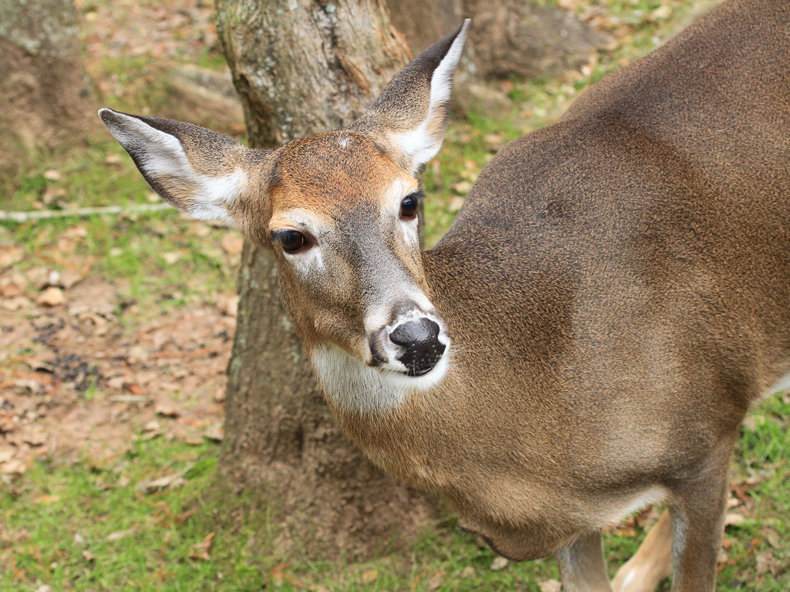 female white-tailed deer