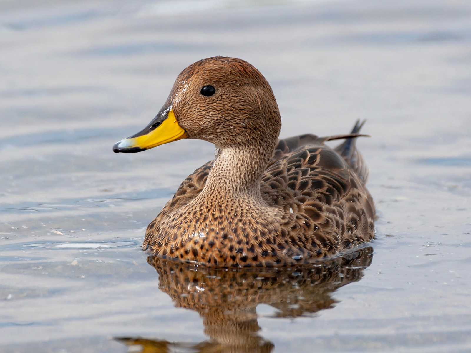 Yellow-billed Pintail