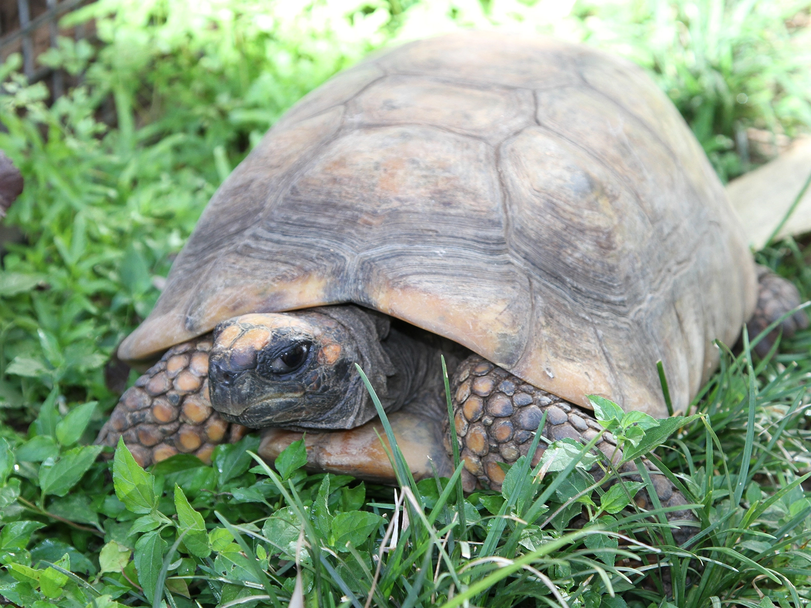 Yellow-footed Tortoise