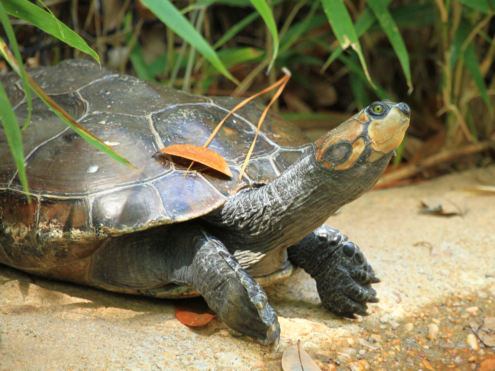Yellow-spotted Amazon River Turtle