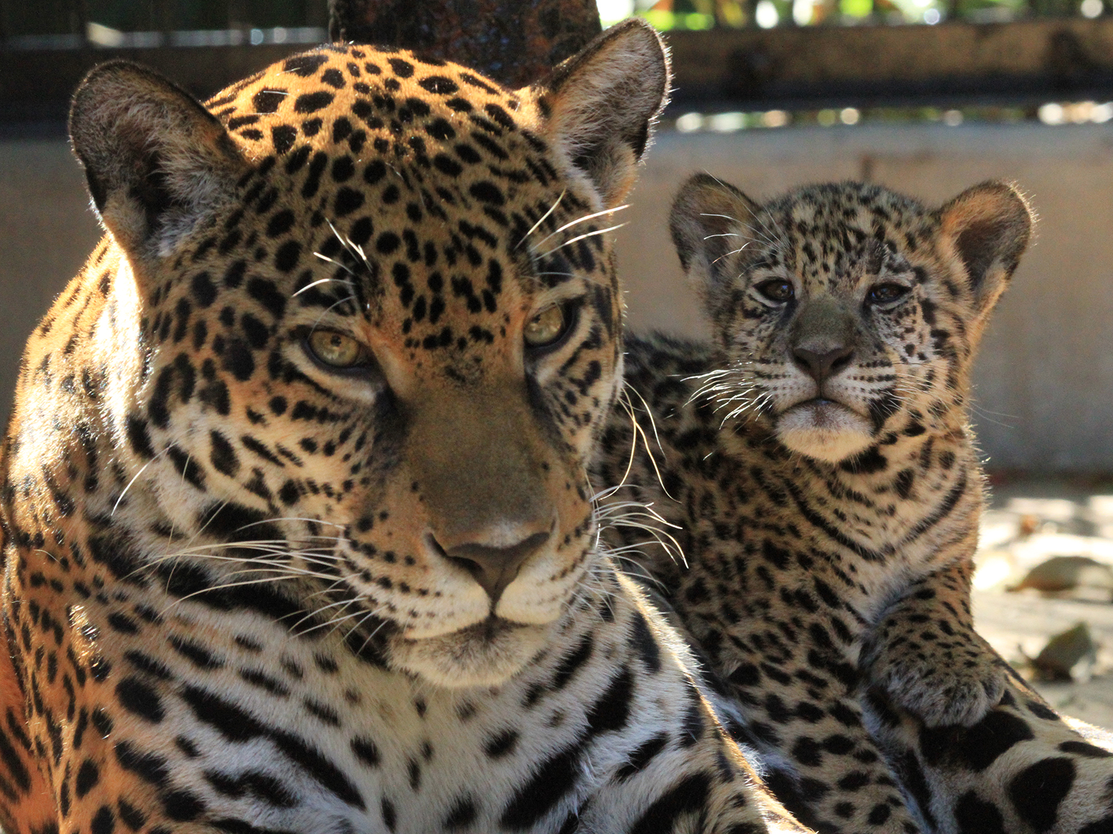jaguar cub and mom Philly