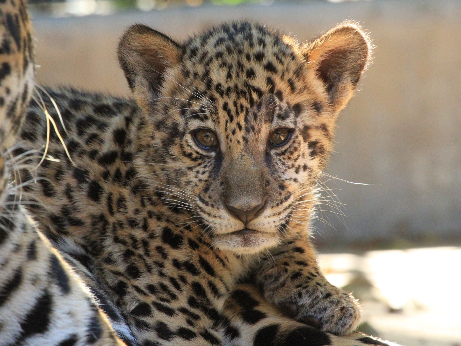 jaguar cub